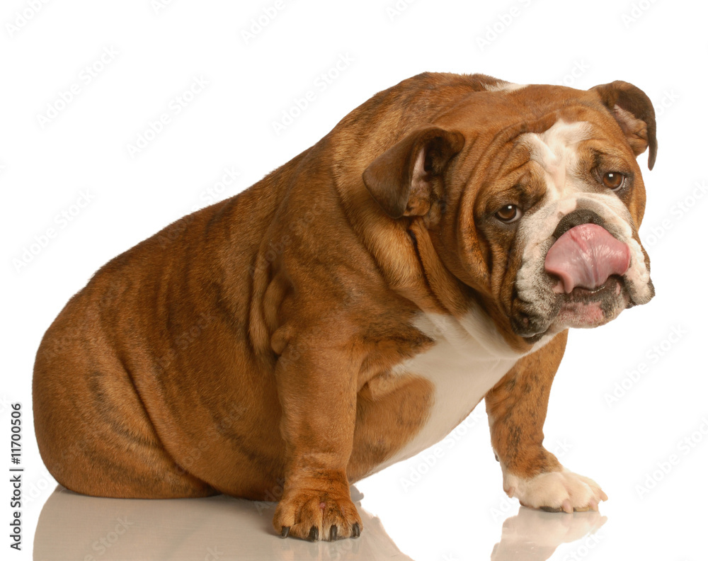 english bulldog licking lips isolated on white background