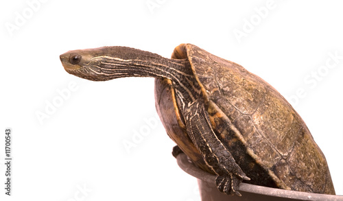 Caspian  turtle isolated on white background photo