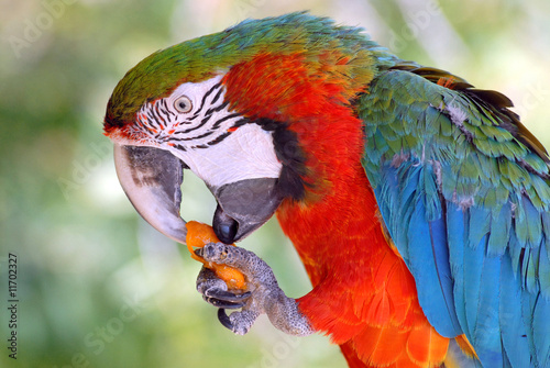 Portrait ara chloroptère mangeant une carotte