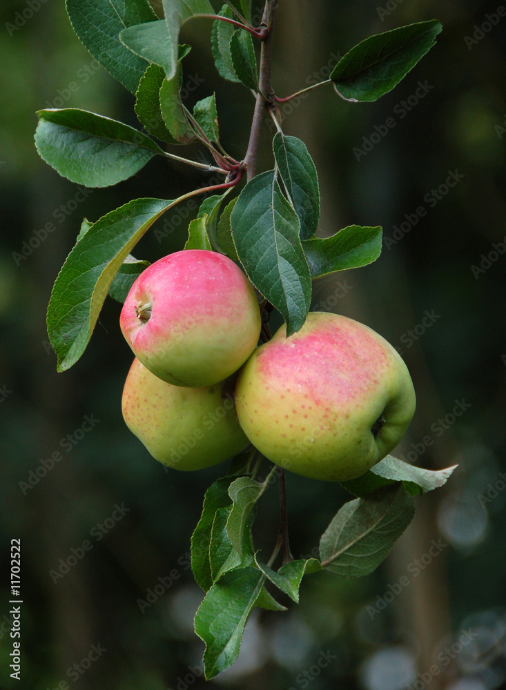 Apples on tree