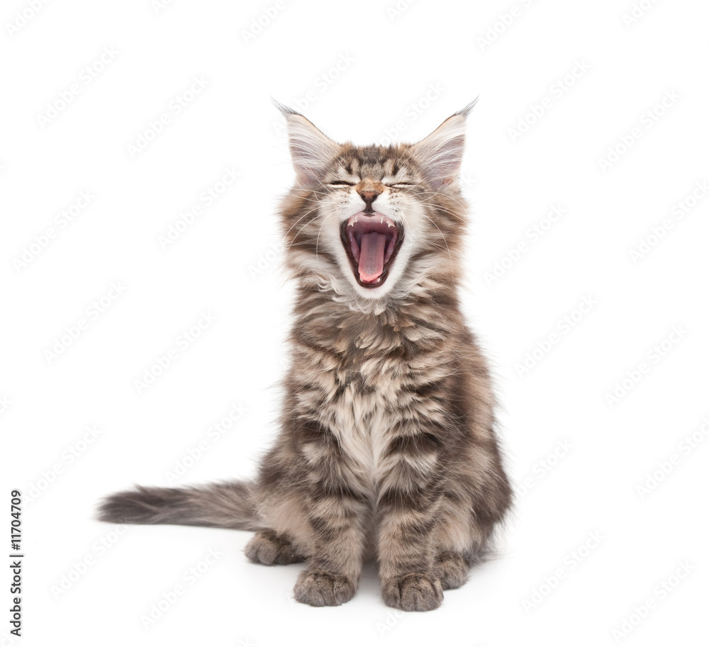 Obraz premium yawning maine coon kitten