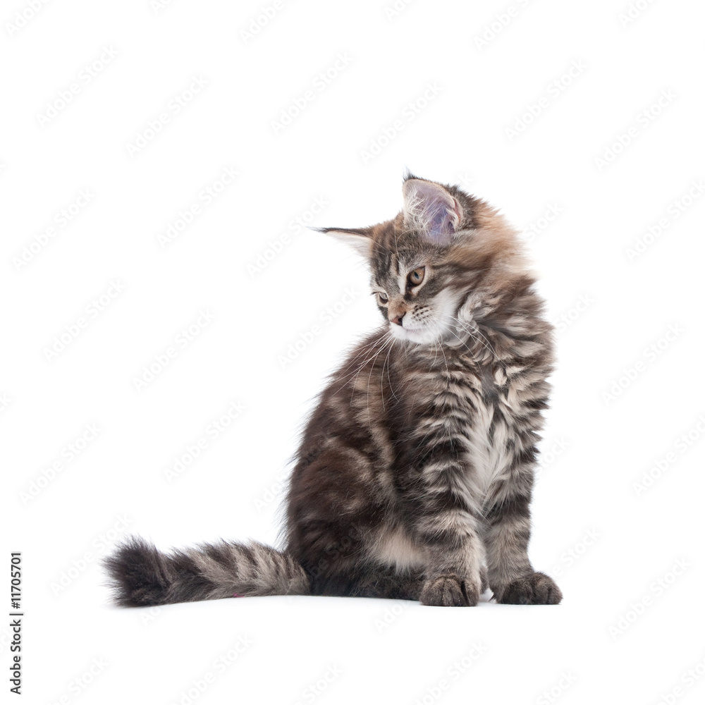 Obraz premium maine coon kitten