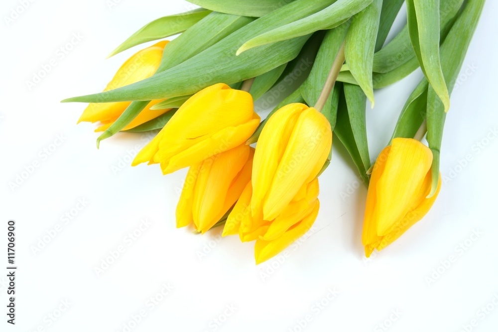 Tulpen