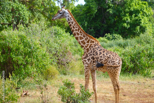 giraffe in Tanzania  Africa