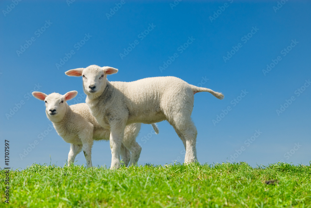Fototapeta premium cute lambs