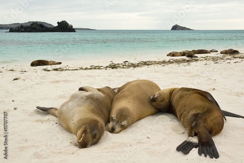 Galapagos Sea Lions (Zalophus californianus wollebaeki)