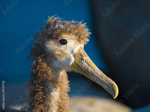 Juvenile Waved Albatross (Phoebastria irrorata) photo