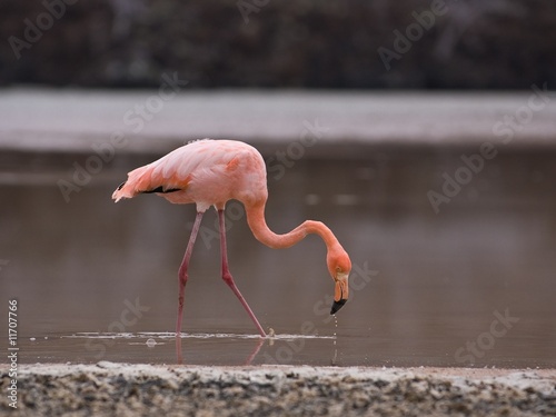 Greater Flamingo (phoenicopterus roseus)