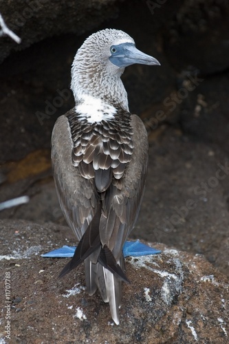 Blue-footed Booby (sula nebouxii) photo