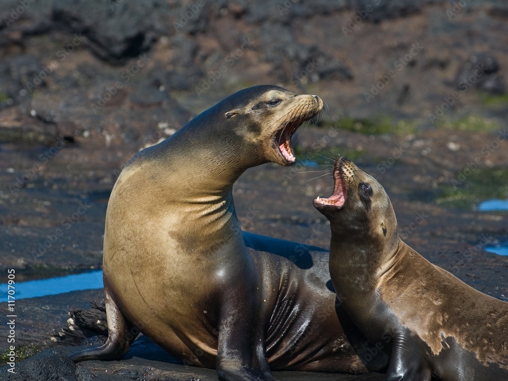 Fototapeta premium Galapagos Sea Lions in an intense argument.