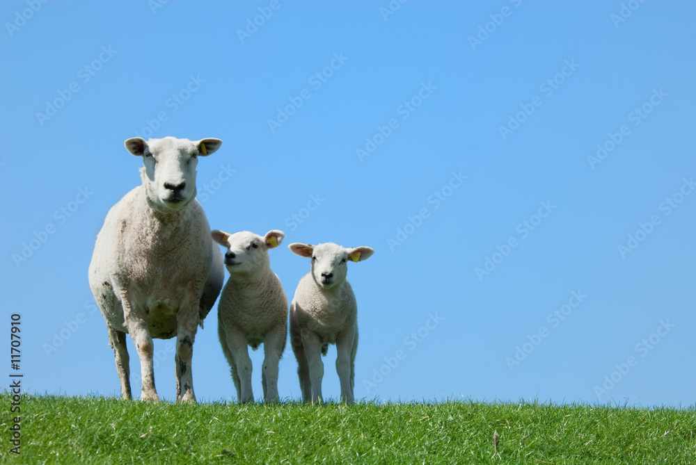 Obraz premium cute lambs