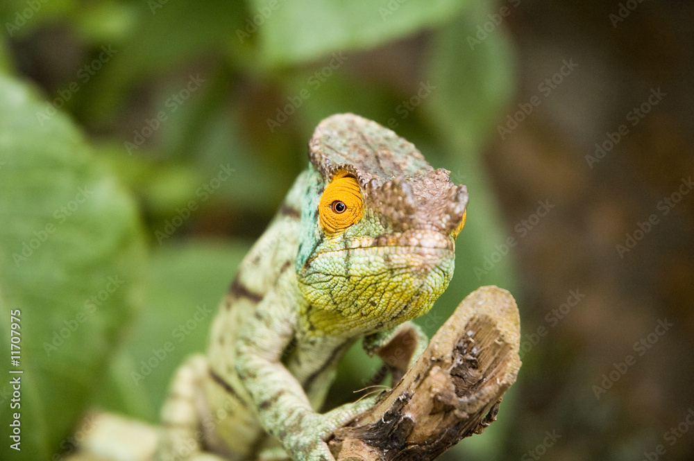 Obraz premium Parson's Chameleon (Chamaeleo parsonii)