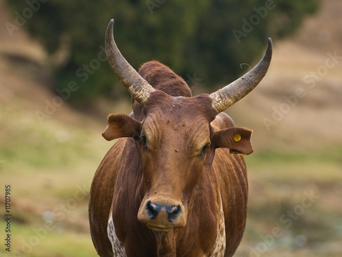 Zebu (Bos primigenius indicus)