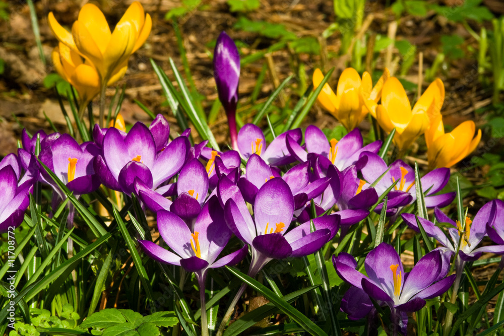 Krokusse, crocus