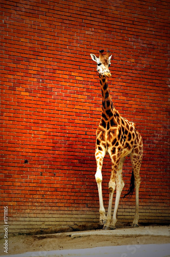 giraffe near the wall