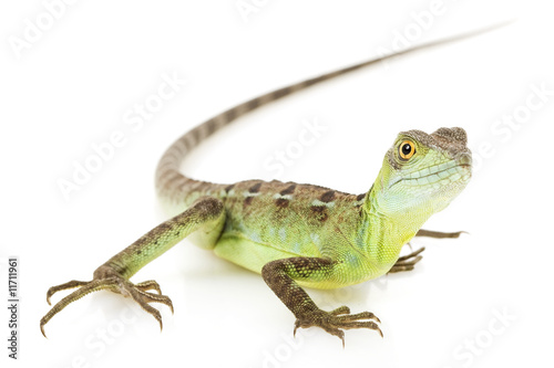 Green Basilisks