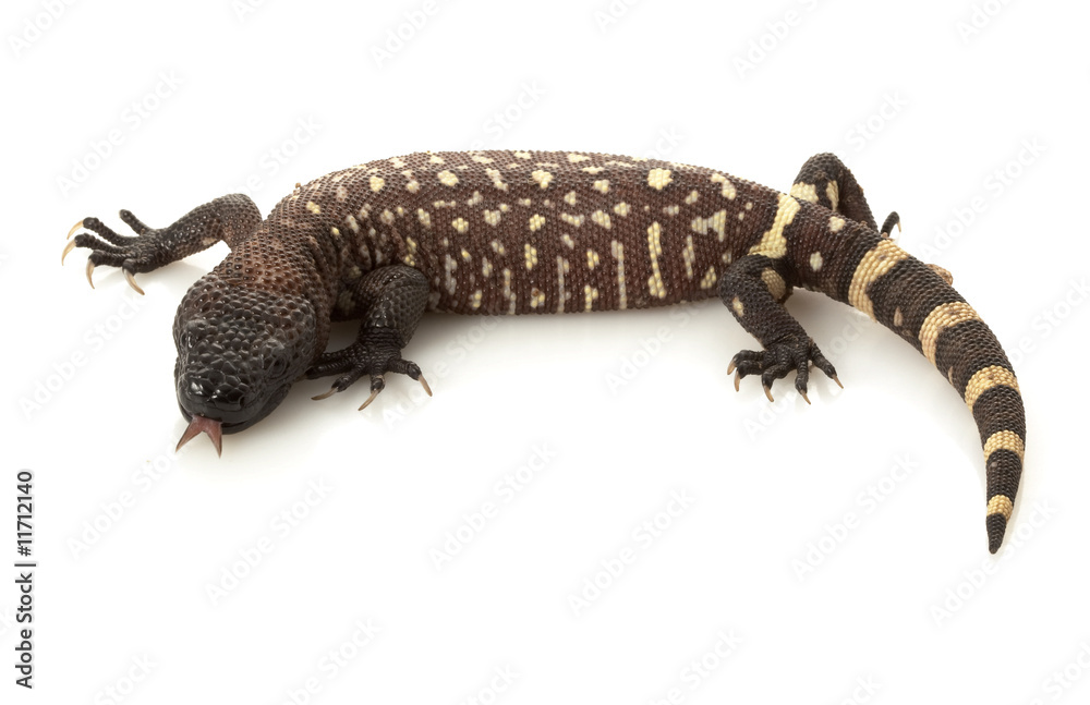 Naklejka premium Mexican Beaded Lizard