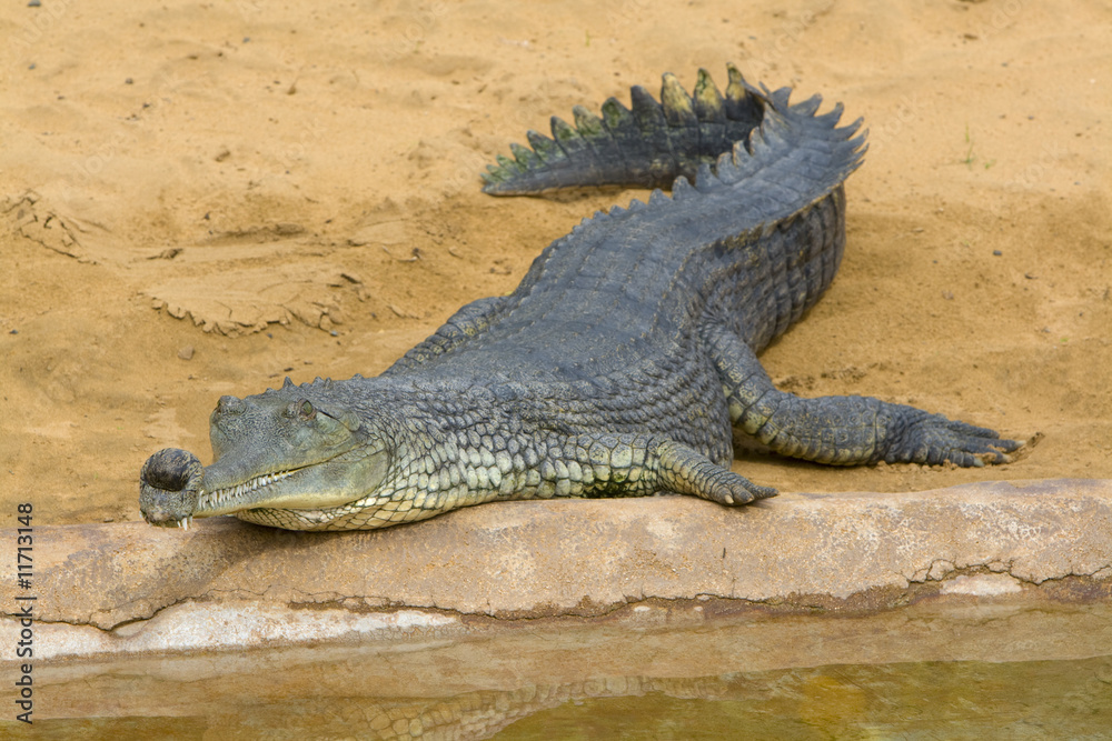 Obraz premium Gharial