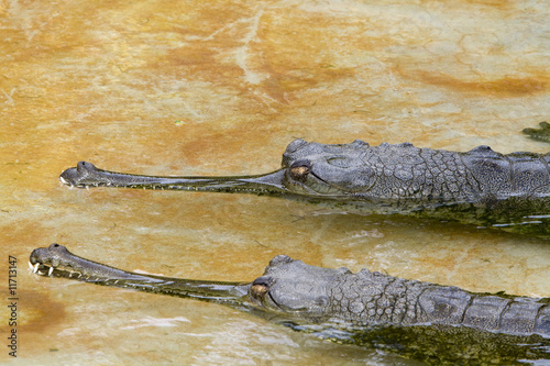 Gharial photo