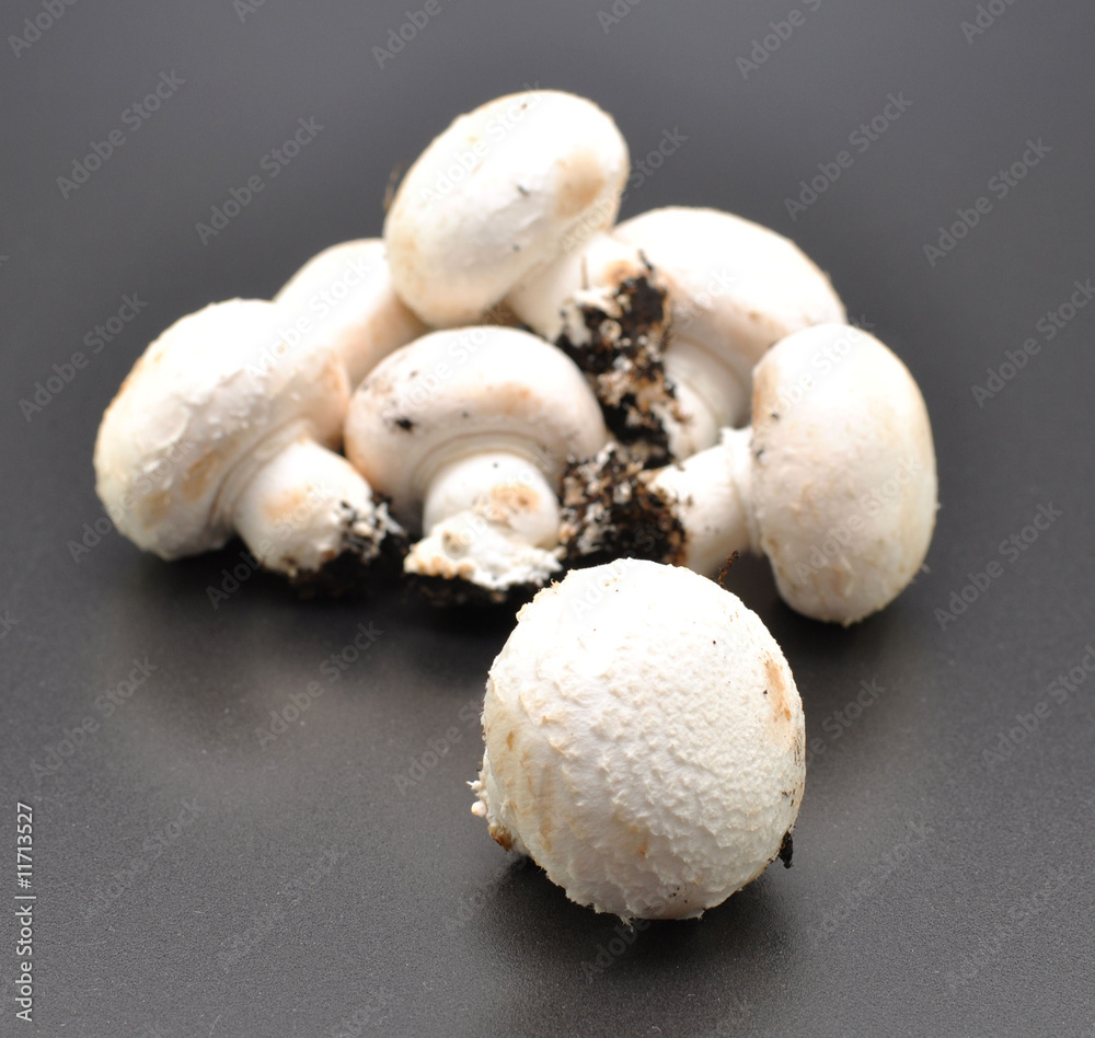 funghi champignon funghi champignon
