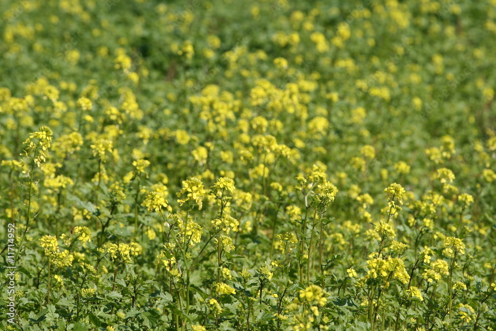 Canola field. Canola field.