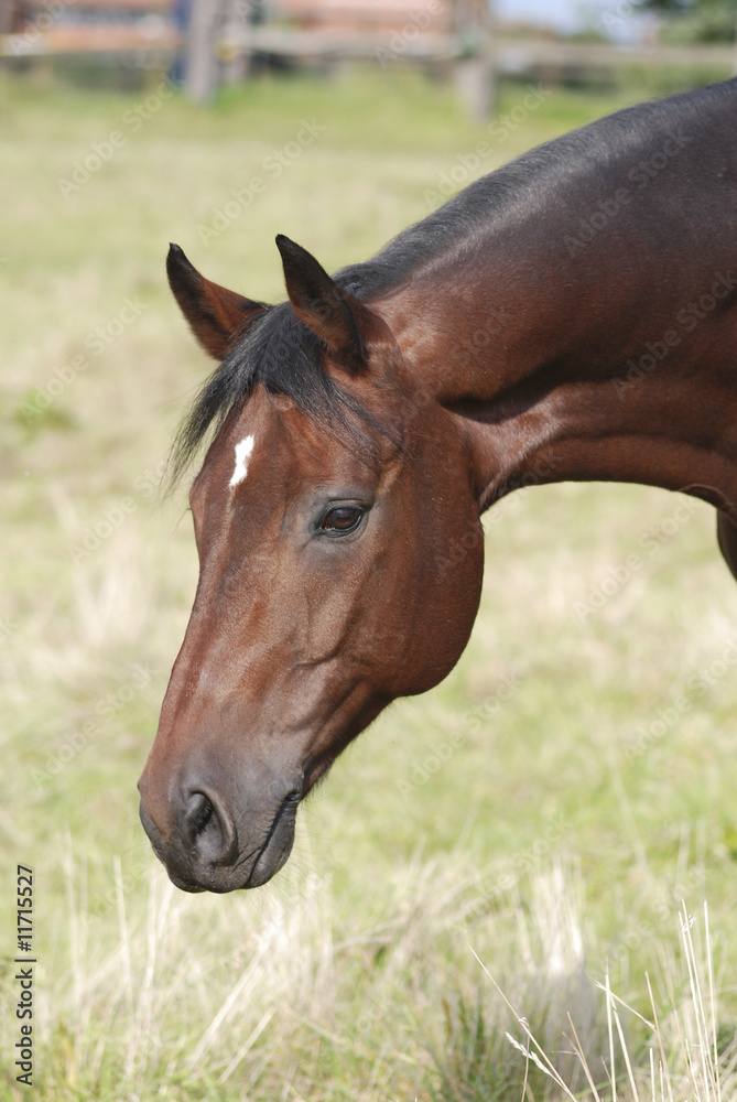 Fototapeta premium Głowa konia na pastwisku