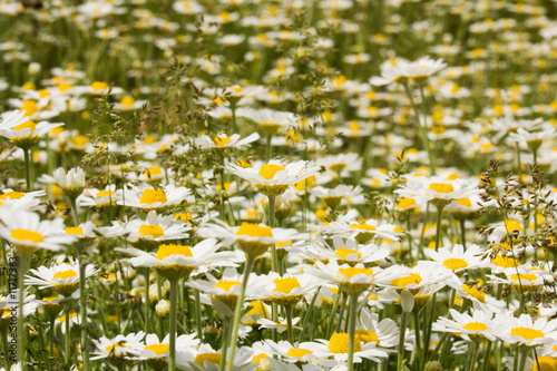 Tableau sur toile field with daisywheel