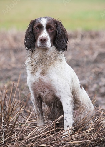 Obraz na płótnie Springer Spaniel Gundog
