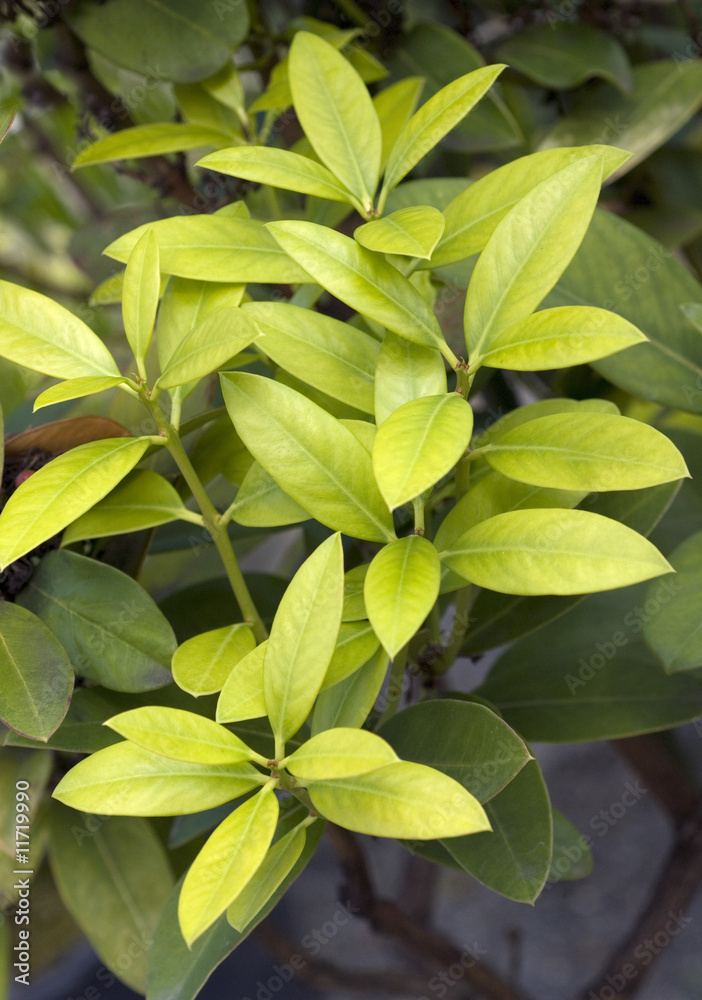 Wachsbaum, Acokanthera oblongifolia Wachsbaum, Acokanthera oblongifolia