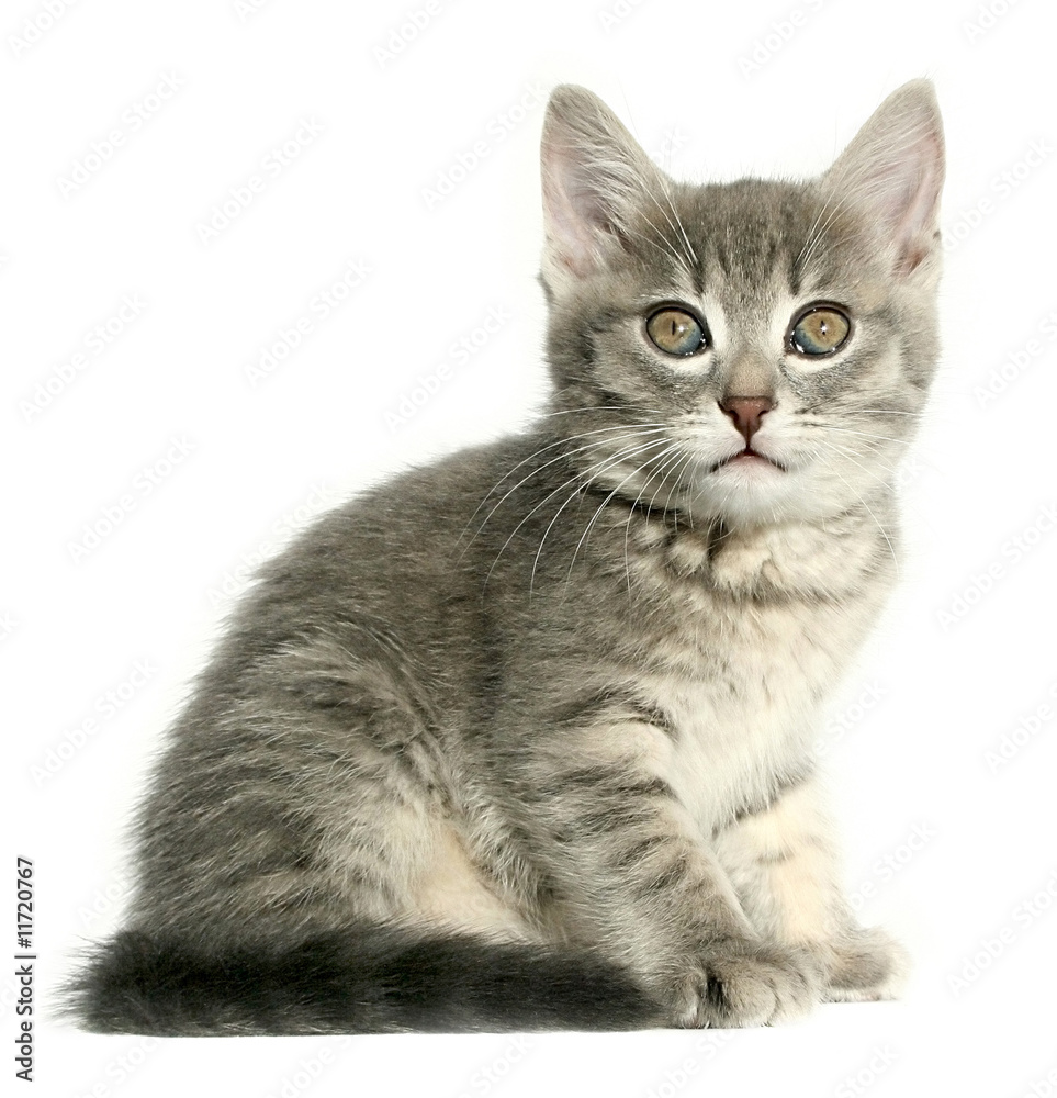 Obraz premium kitten