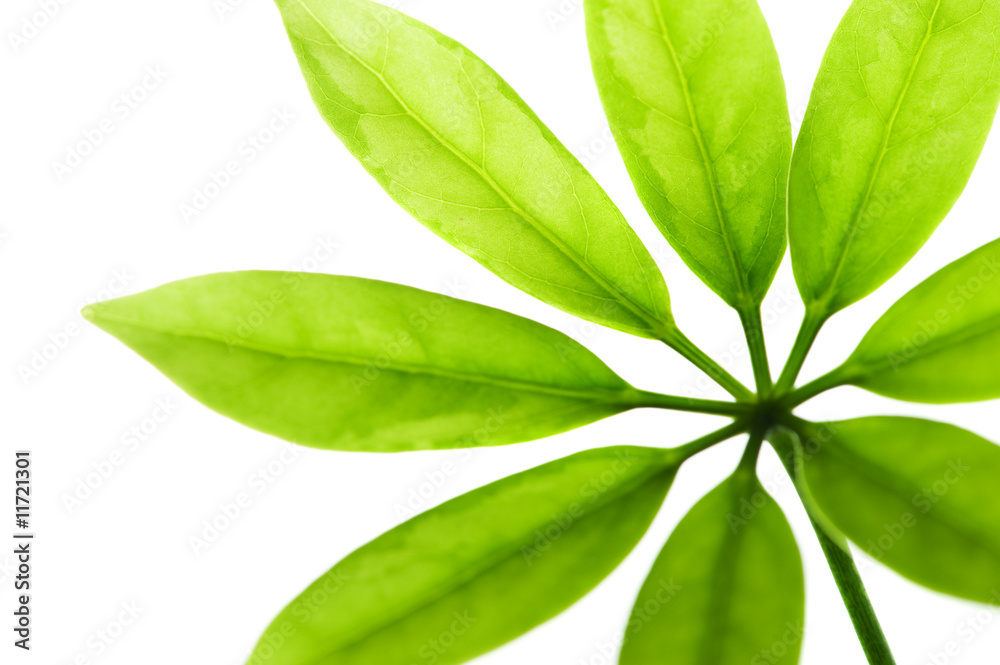 Fototapeta premium Fresh green leaves isolated on white background