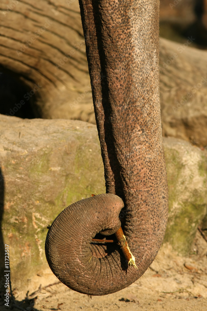 Naklejka premium Elephant trunk holding twig