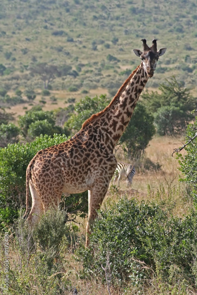 Obraz premium Giraffe Kenia, wildife