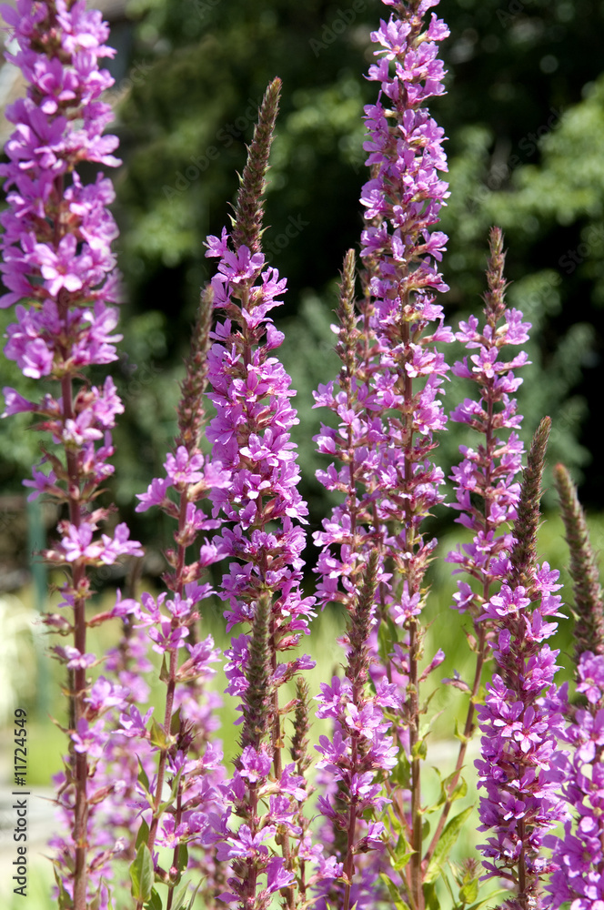 Naklejka premium Blutweiderich