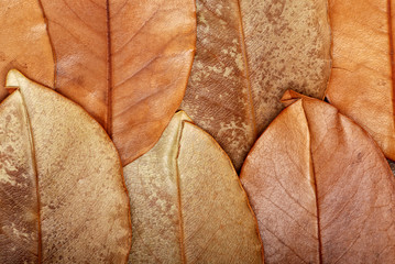 Keuken achterwand Magnolia Groene bladeren met fijne textuur  © Olga Sidel'nikova