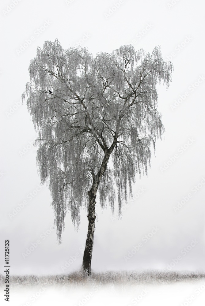 Fototapeta premium lonely birch