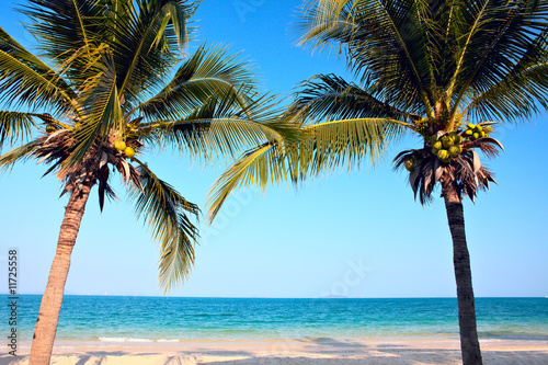Palm trees on the beach © Maria Skaldina