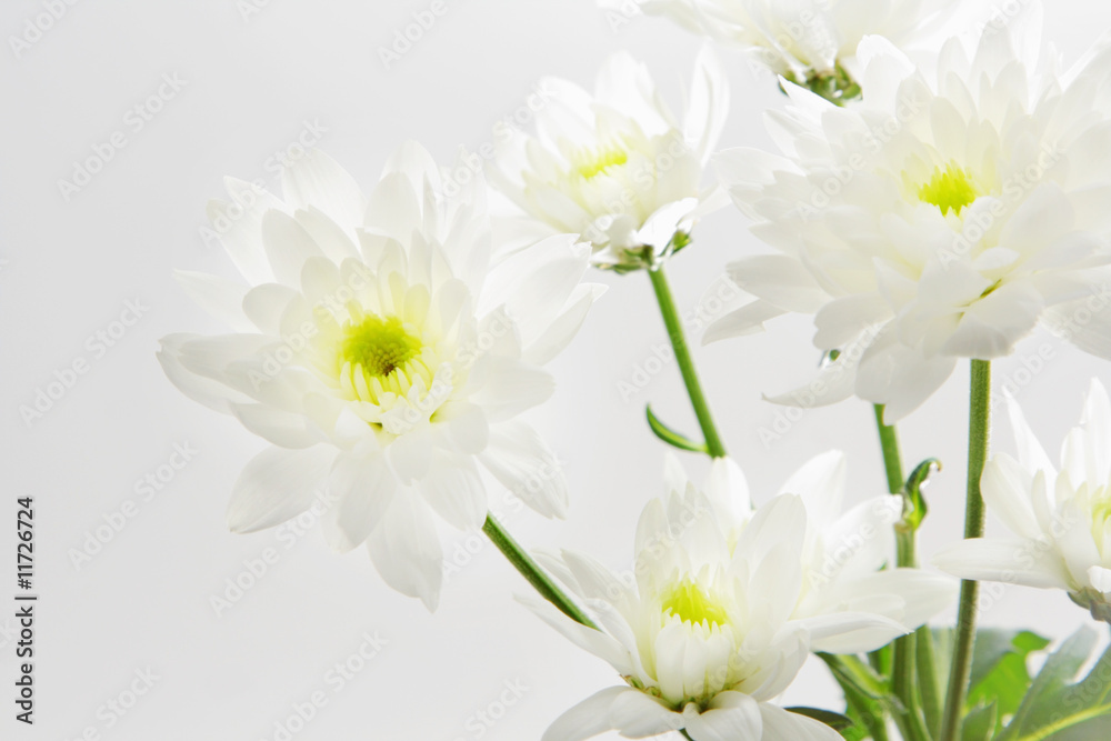 Fototapeta premium Chrysanthemum
