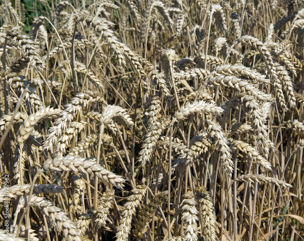 Winterweizen StockFoto Adobe Stock