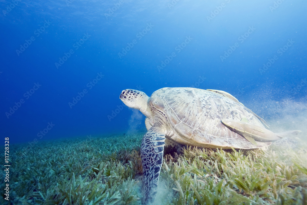Obraz premium female green turtle