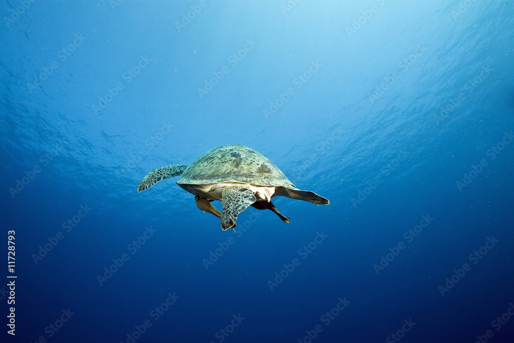 female green turtle female green turtle