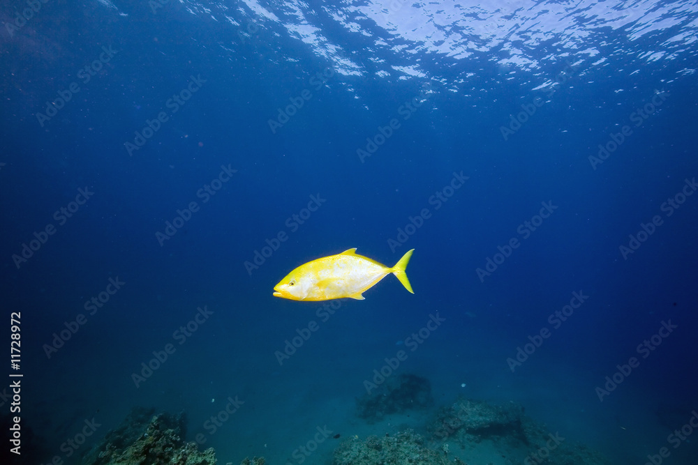 Fototapeta premium orangespotted trevally