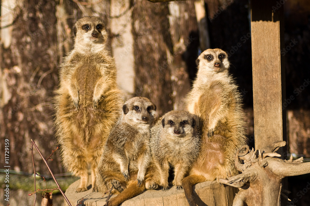 4 Erdmännchen 4 Erdmännchen