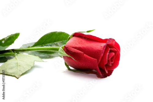 Red rose isolated