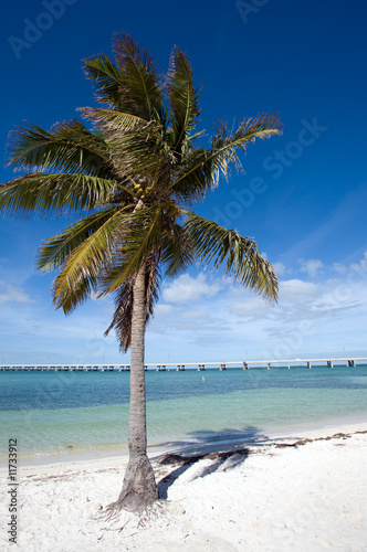 Fototapeta Naklejka Na Ścianę i Meble -  White sand beach on Lower Keys, Florida