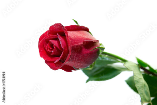 Red rose