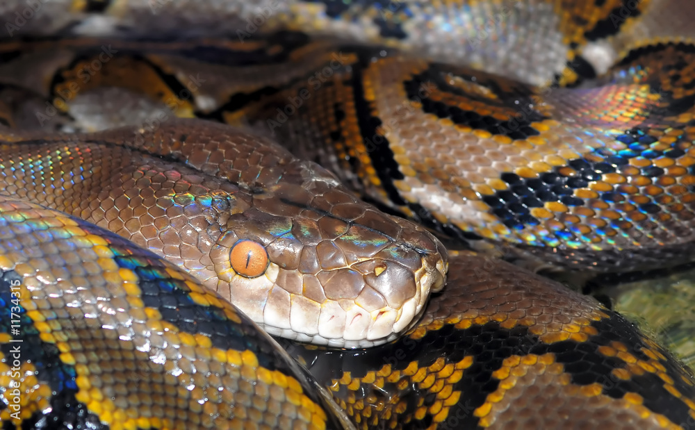 Closeup image of camouflaged python Closeup image of camouflaged python
