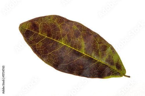 Tree Leaf