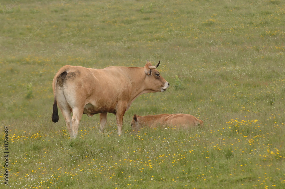 vache d'aubrac sur le plateau de l'aubrac vache d'aubrac sur le plateau de l'aubrac