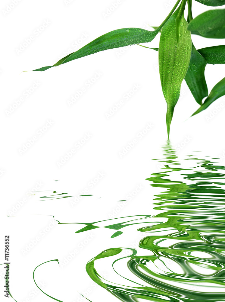 Naklejka premium feuilles du bambou de la chance